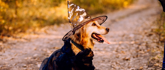 Halloween Paw-ty Essentials: Costumes, Treats, and Simply Jaspers Favourites