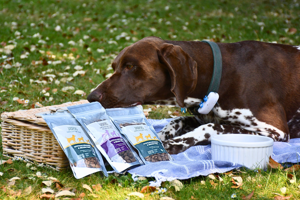 What Human Grade Dog Food Truly Means