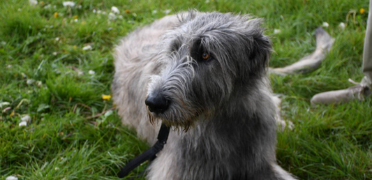 Senior Dog Nutrition: Choosing the Best Food for Older Dogs