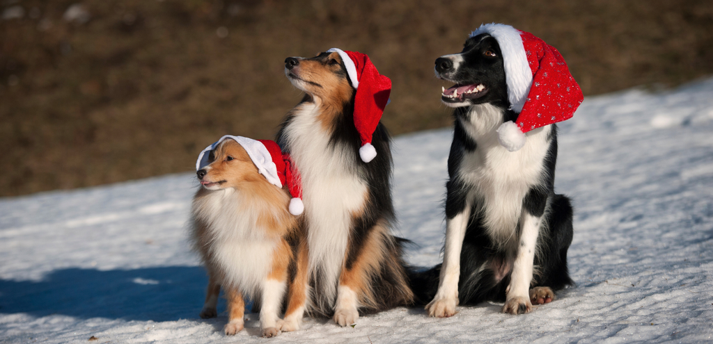 Three dogs wearing Santa hats in the snow
