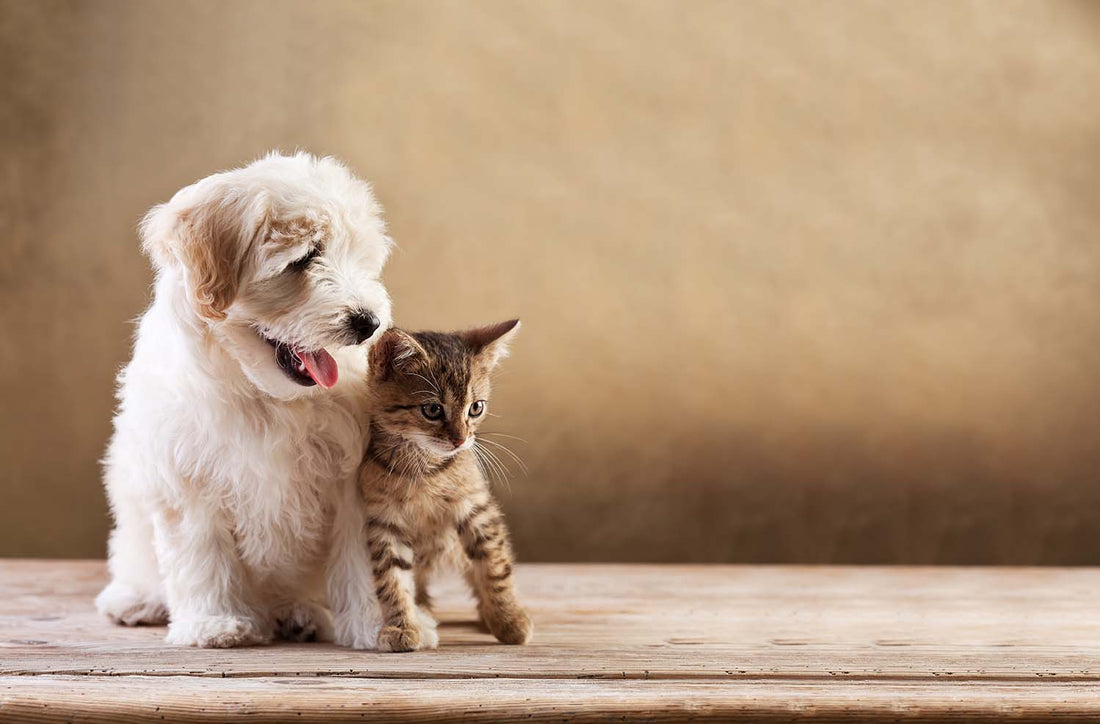 Puppy and kitten
