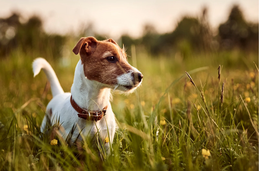Brown and white dog playing in a field
