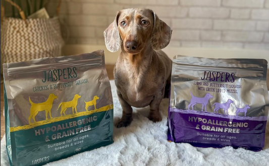 Set Your Dog Up for a Healthy Year: Why a Pet Food Subscription Helps