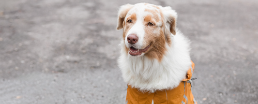 Why Grain-Free Dog Food Is a Great Choice During Winter