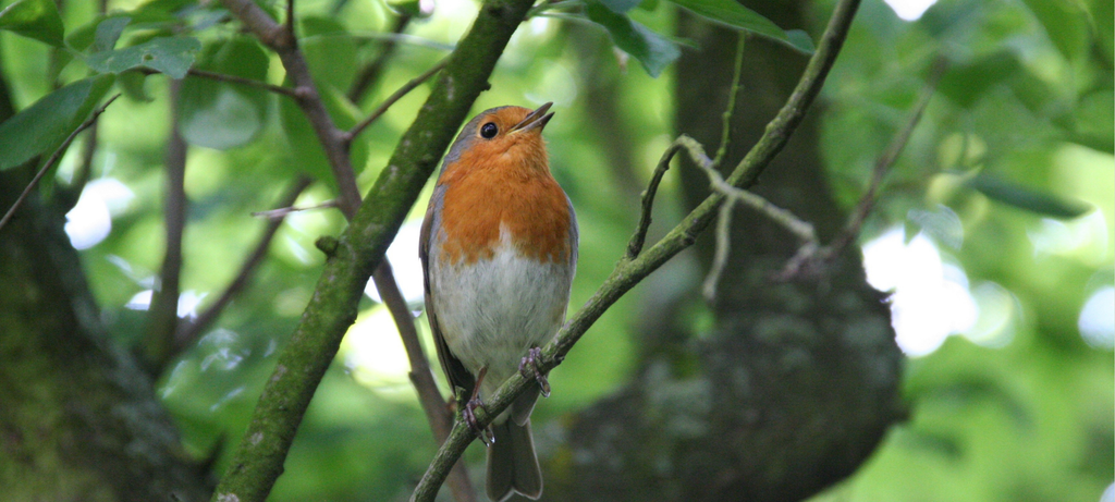 What to Feed Garden Birds in Autumn: A UK Guide to Wild Bird Food