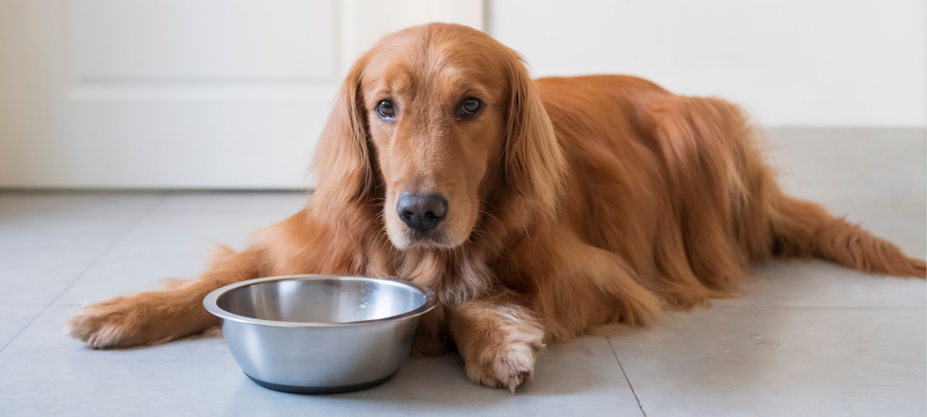 Why Is My Dog Always Hungry? 7 Reasons Your Dog Might Always Want Food