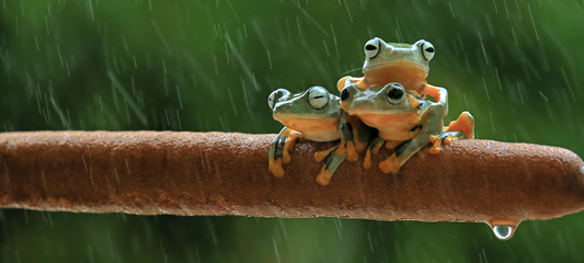 World Animal Day: What Is It and Why Does It Matter?