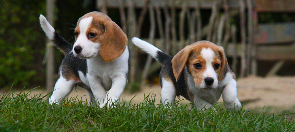 Bringing Home A Puppy Or Rescue Dog? Choosing The Right Food From Day One