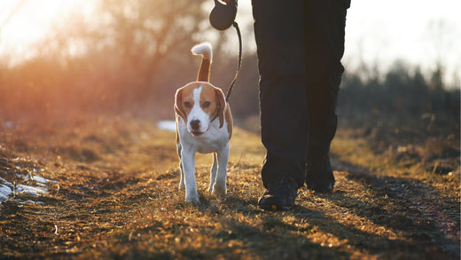 Winter Walkies: Keeping Your Dog Active and Happy in the Cold UK Weather