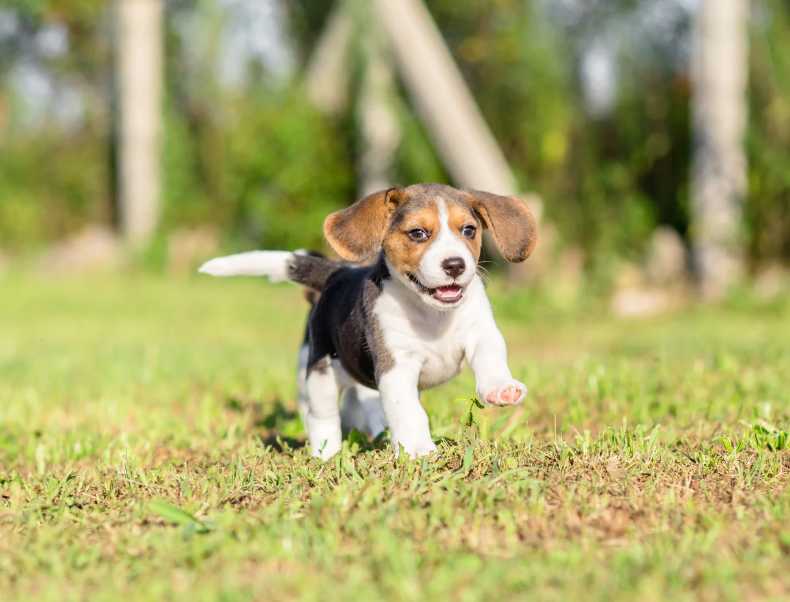 Puppy Food
