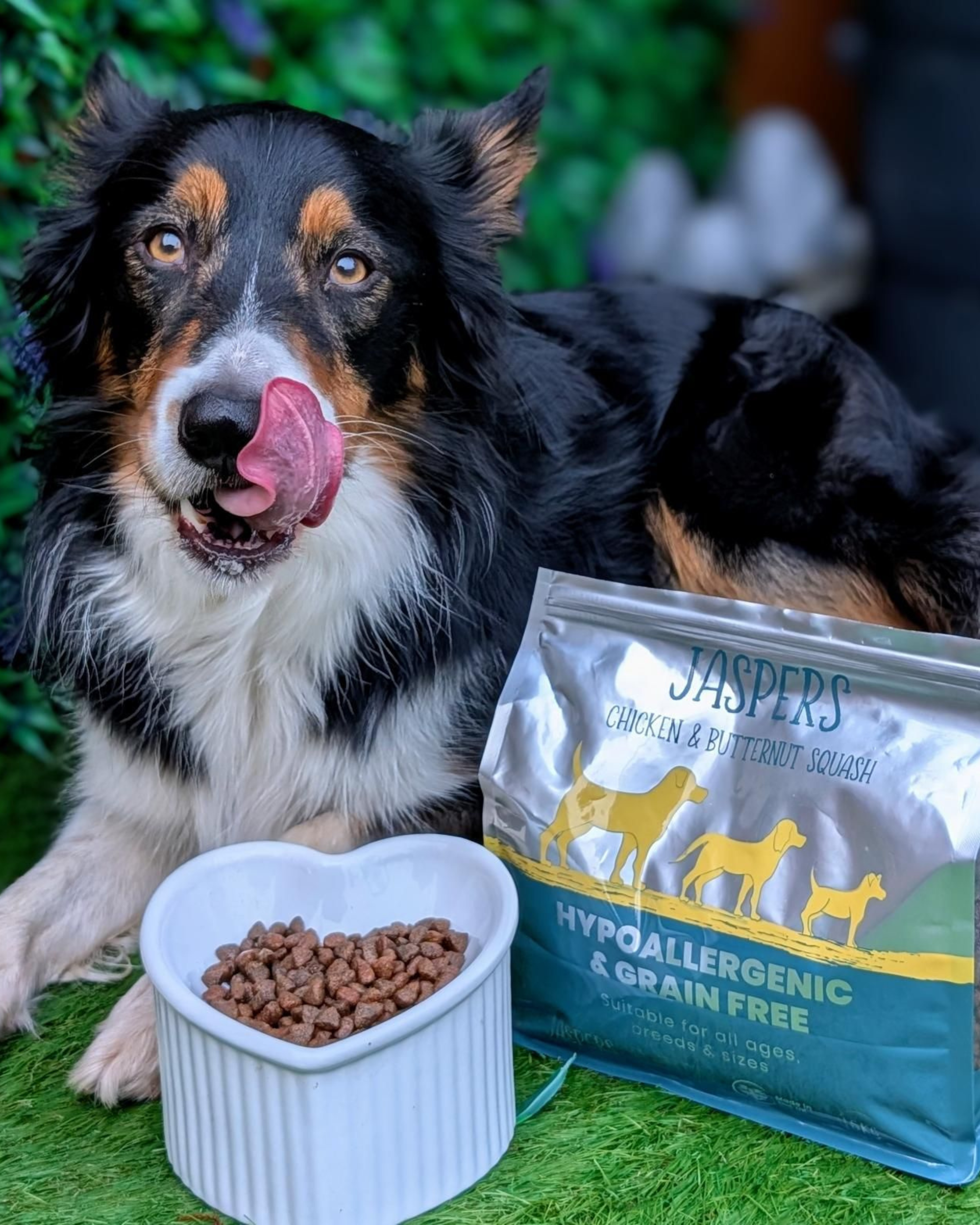 dogs with simply jaspers food
