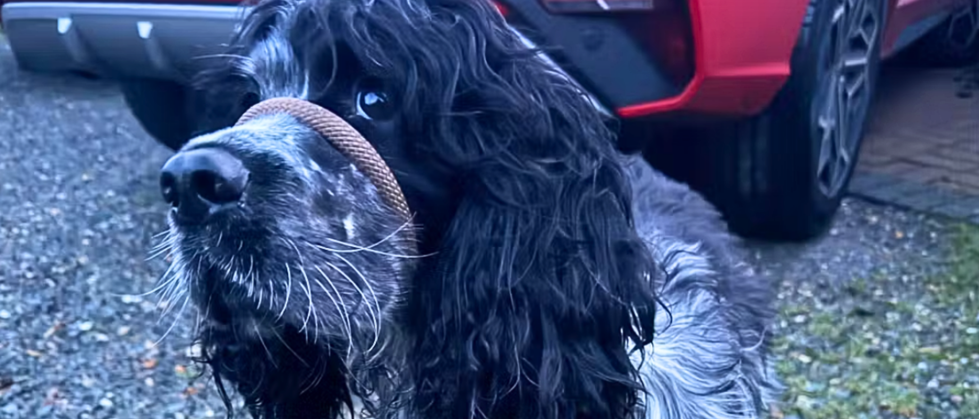 Image of a dog with review of the product