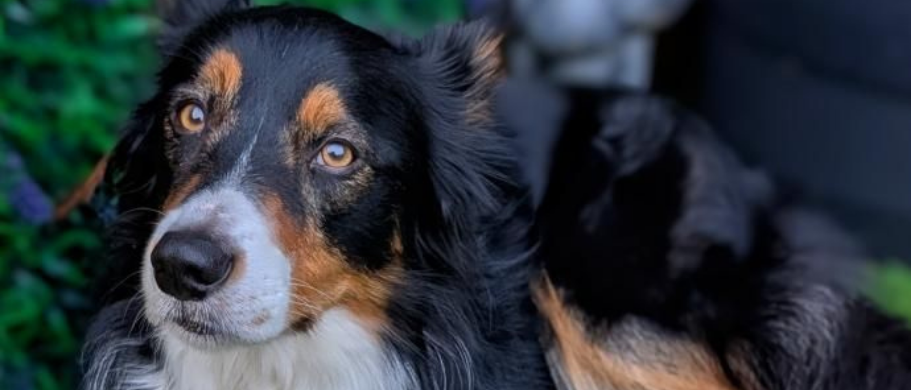 Image of a dog with review of the product