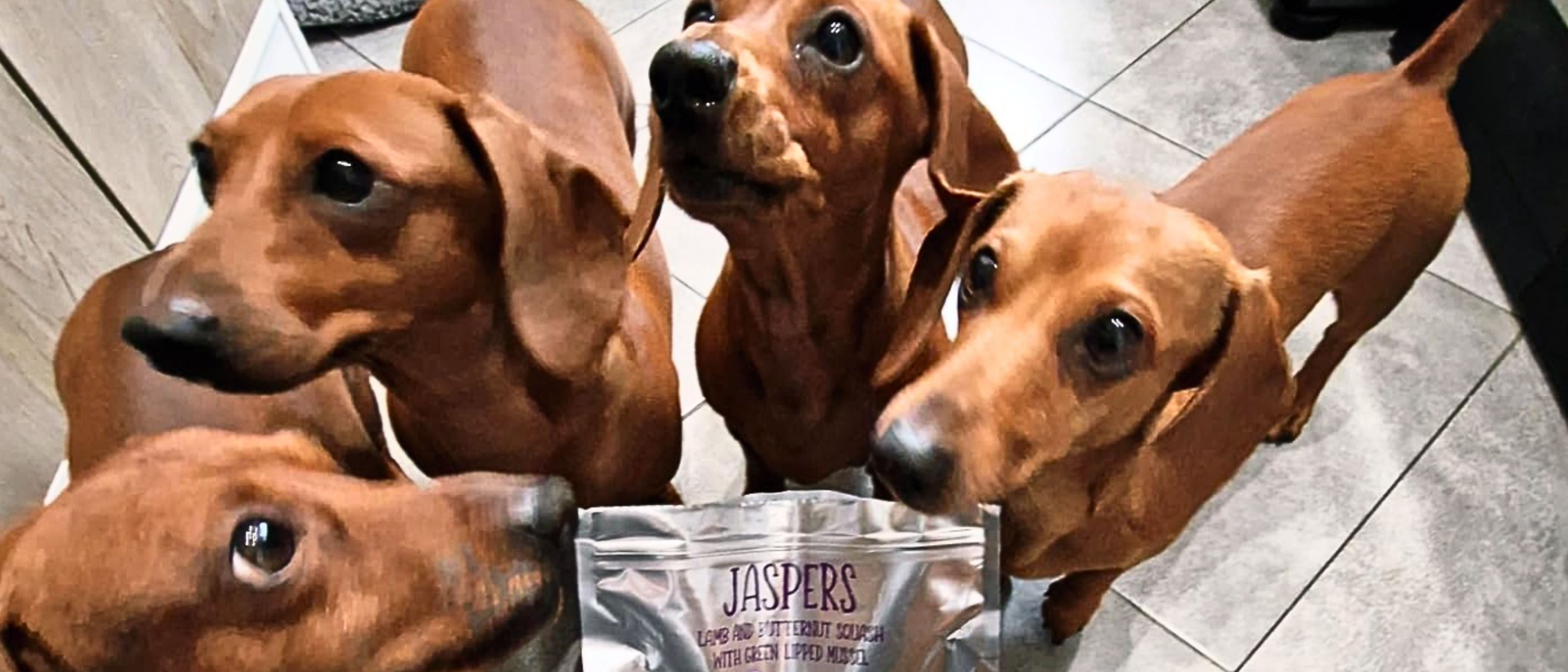 Image of a dog with review of the product