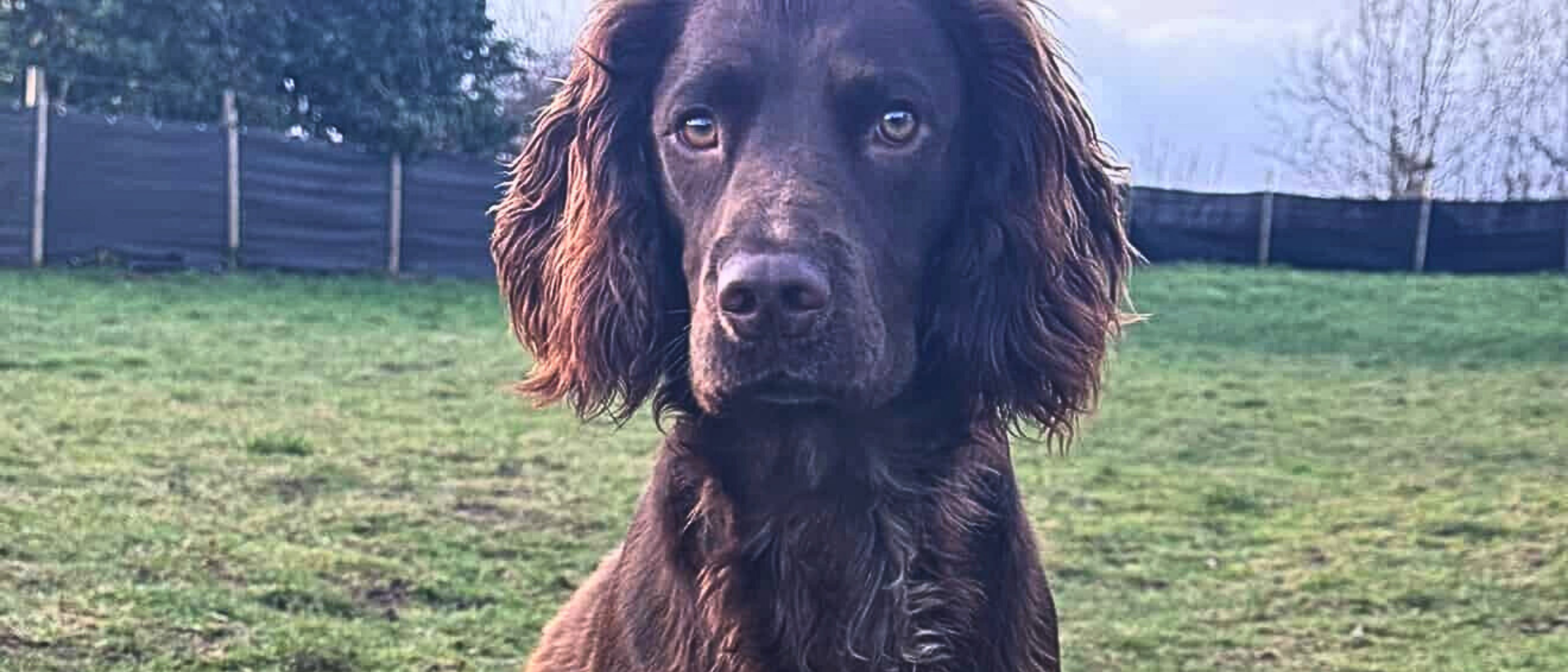 Image of a dog with review of the product