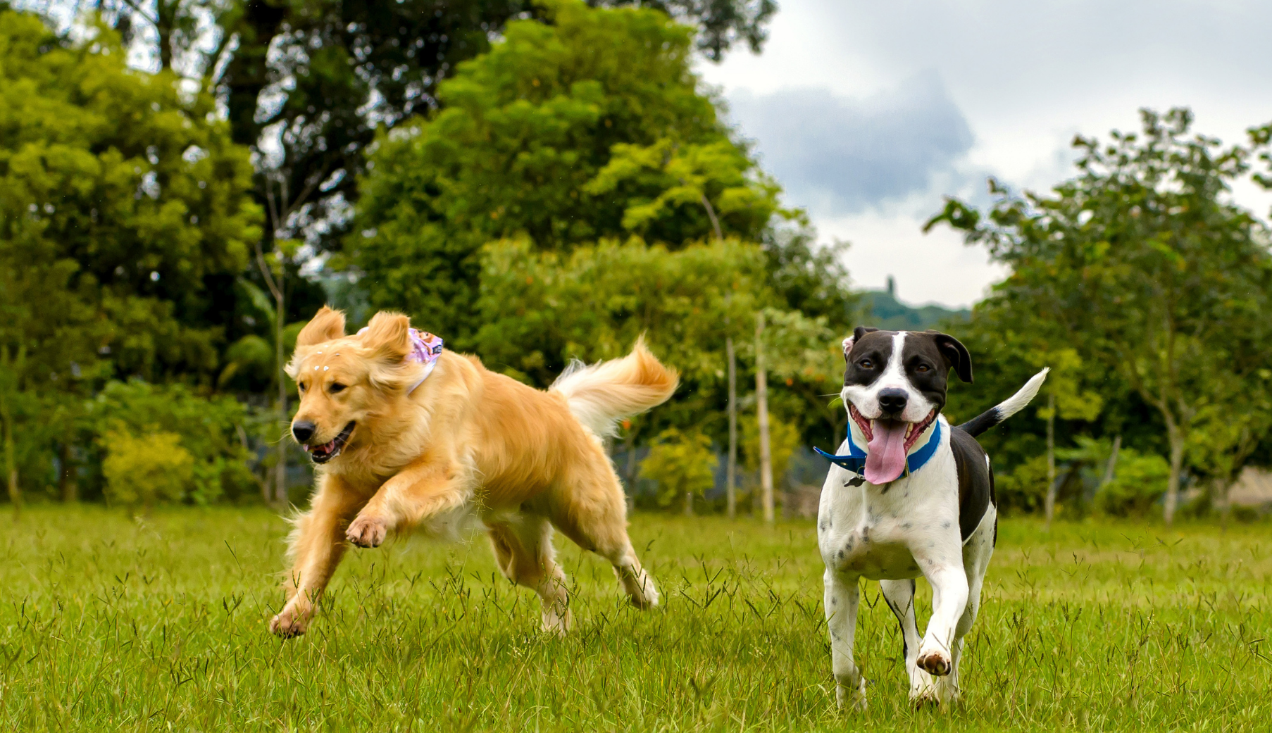 Happy dog bounding through a field of clover