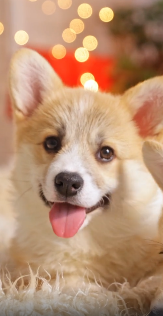 Happy dog bounding through a field of clover