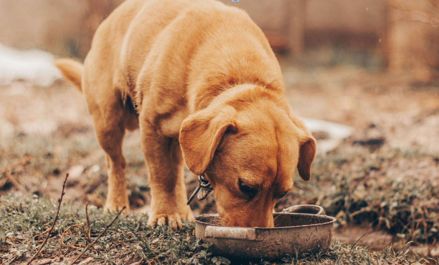 Dog eating Simply jaspers food