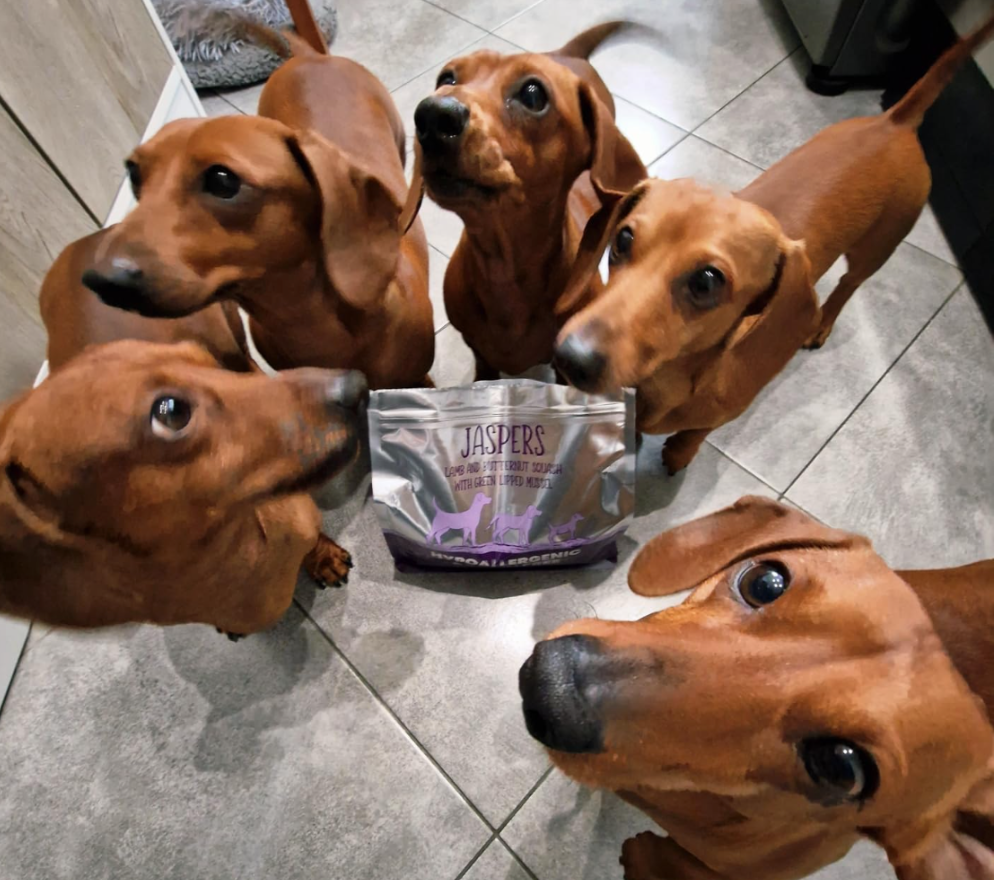 dogs with simply jaspers food