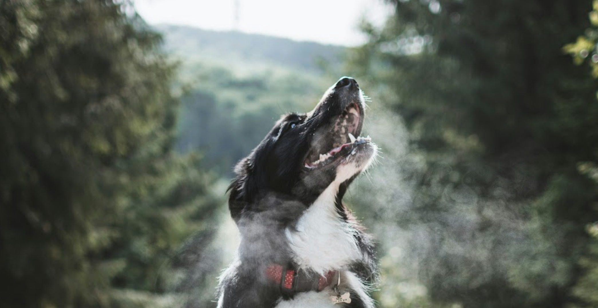 Dog outside in the winter