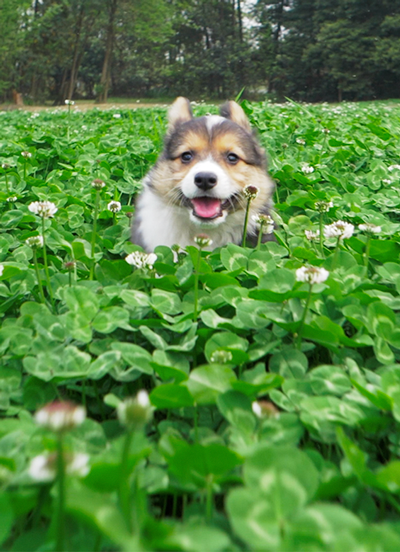 Happy dog bounding through a field of clover